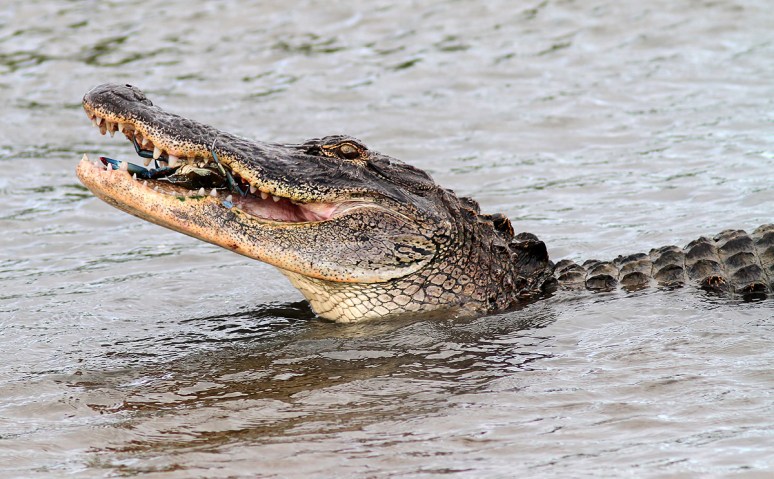 Alligator Catches Crab in Salt Marsh 