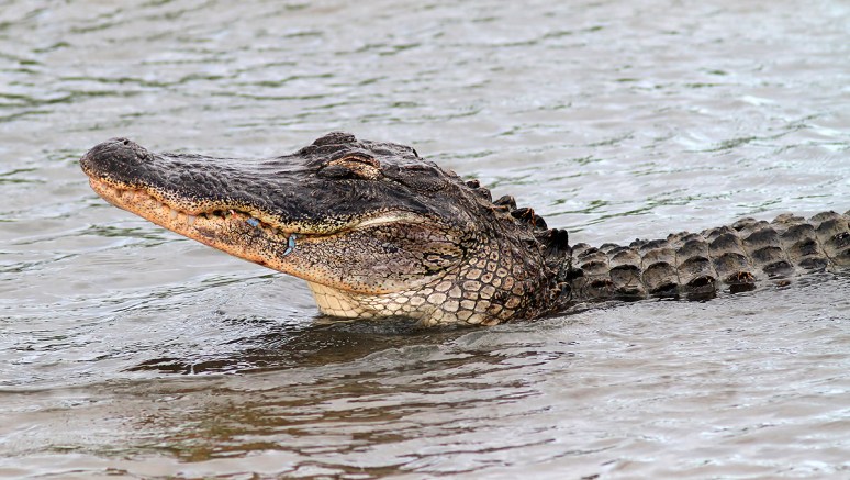 Alligator Catches Crab in Salt Marsh 
