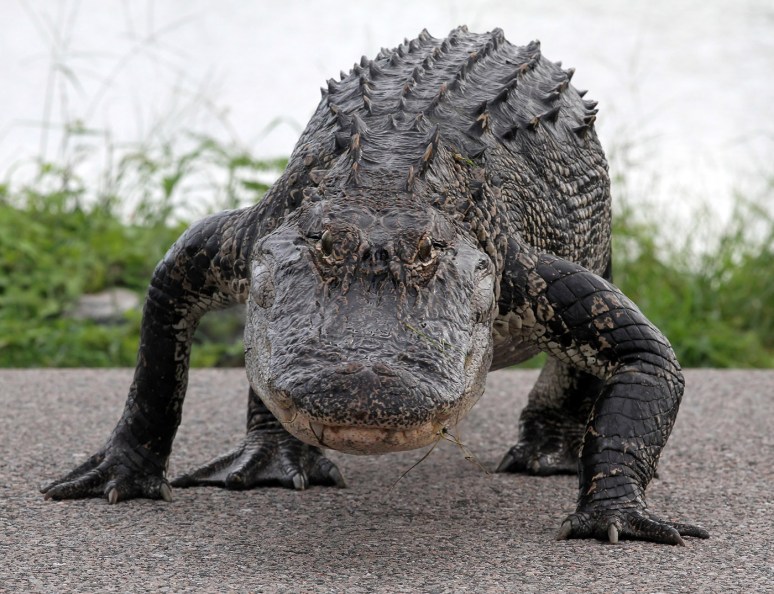 Alligator Taking a Saturday Evening Walk