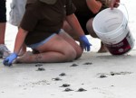 Baby Sea Turtles Head To The&nbsp;Ocean