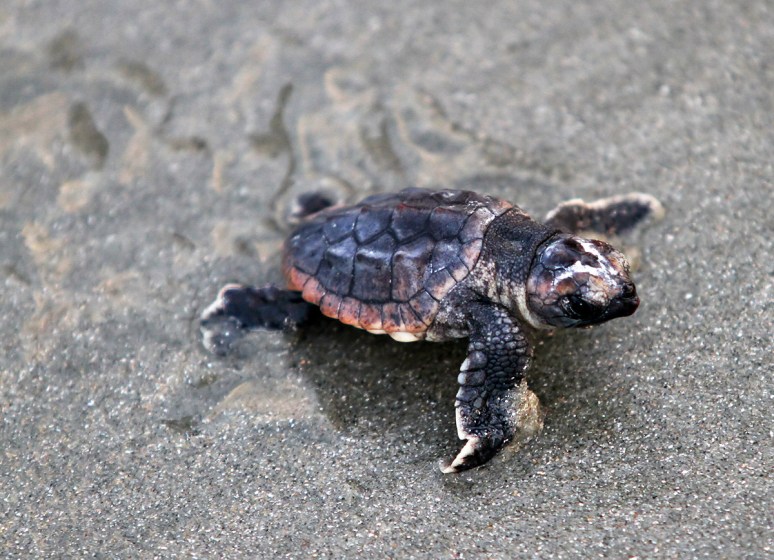 Baby Sea Turtles Head To The Ocean 
