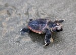 Baby Sea Turtles Head To The&nbsp;Ocean
