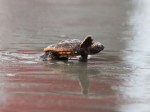 Baby Sea Turtles Head To The&nbsp;Ocean