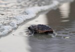 Baby Sea Turtles Head To The&nbsp;Ocean