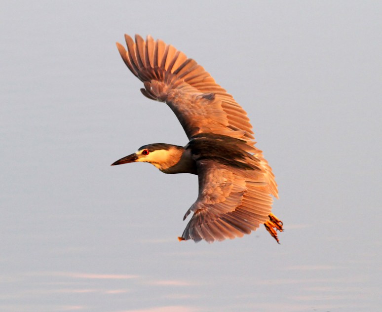 Black Crowned Night Heron