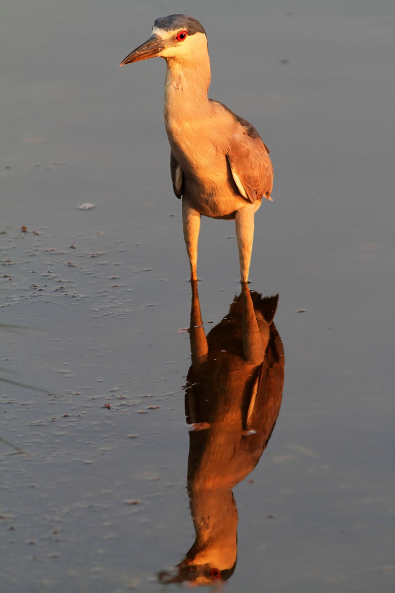Black Crowned Night Heron