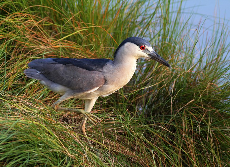Black Crowned Night Heron