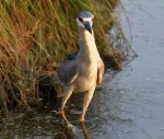 Black Crowned Night&nbsp;Heron