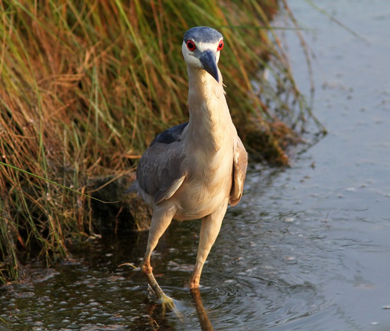 Black Crowned Night Heron