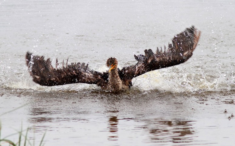 Cormorant Bathing