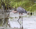 GBH has Eel in Salt&nbsp;Marsh