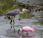 GBH has Eel in Salt&nbsp;Marsh