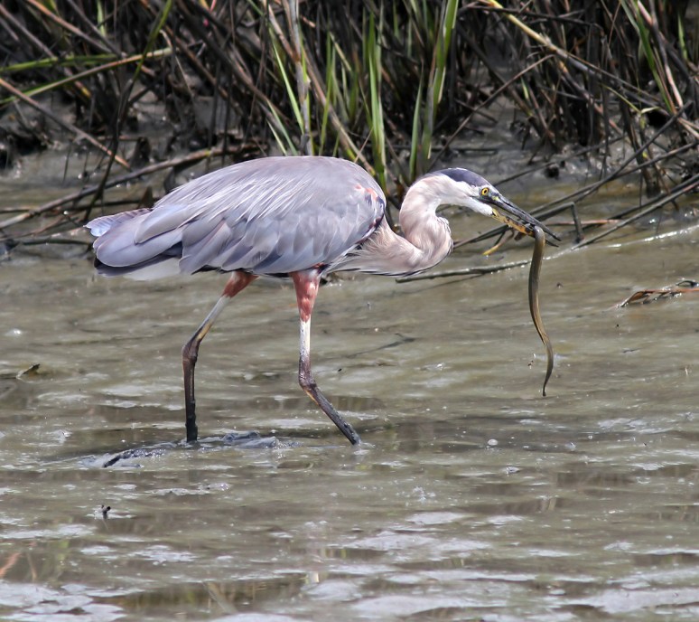 GBH has Eel in Salt Marsh 