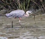 GBH has Eel in Salt&nbsp;Marsh