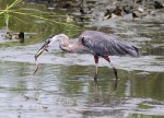GBH has Eel in Salt&nbsp;Marsh