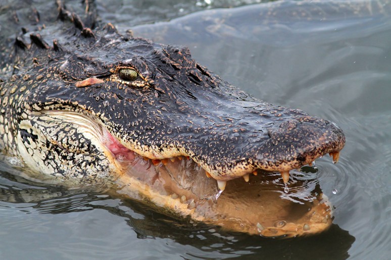 Hungry Alligator in Salt Marsh