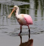 Injured Spoonbill Friday&nbsp;Morning