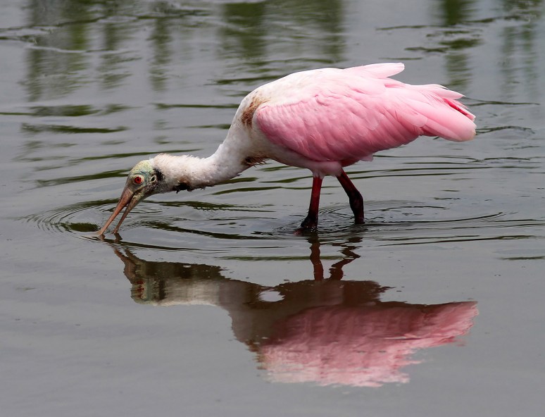 Injured Spoonbill Friday Morning 
