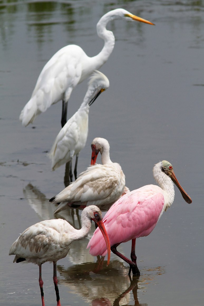 Injured Spoonbill Friday Morning 