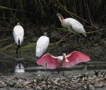 Injured Spoonbill Friday&nbsp;Morning