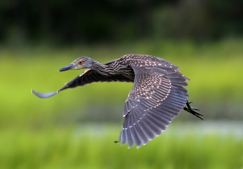 Juvenile Night Heron Flight