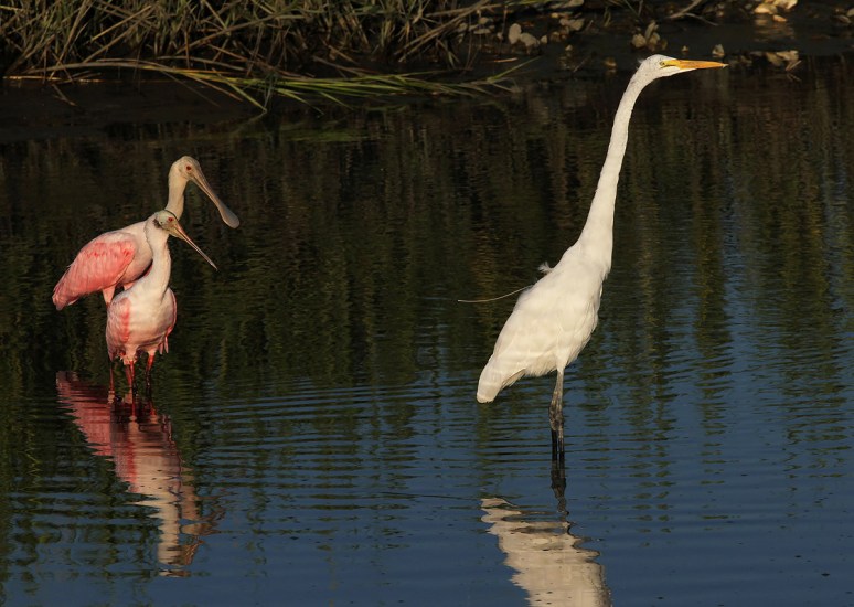 Security Guard Radar 