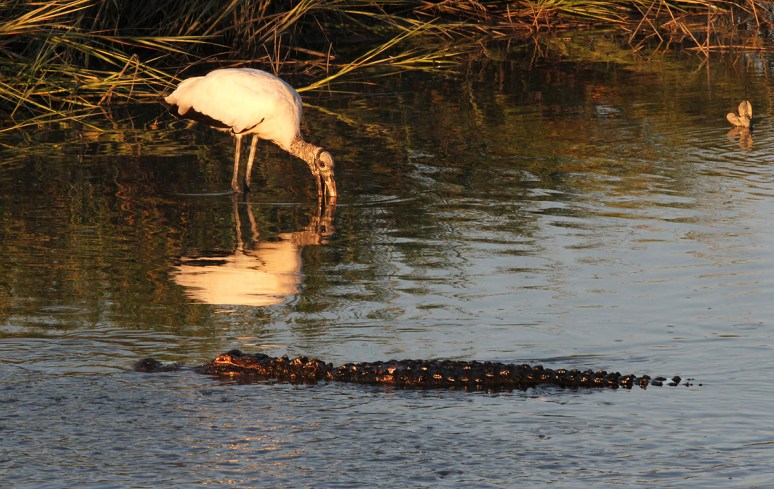 Security Guard Radar 