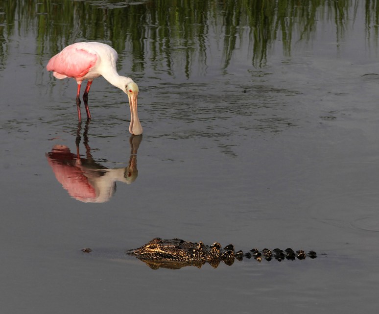 Spoonbill and Alligator in Salt Marsh 