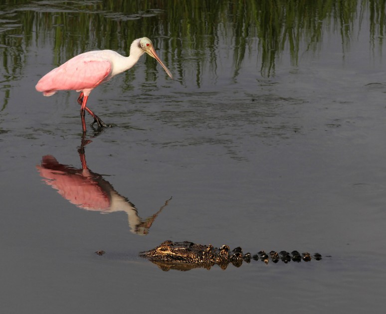 Spoonbill and Alligator in Salt Marsh 