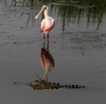 Spoonbill and Alligator in Salt&nbsp;Marsh