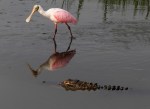Spoonbill and Alligator in Salt&nbsp;Marsh