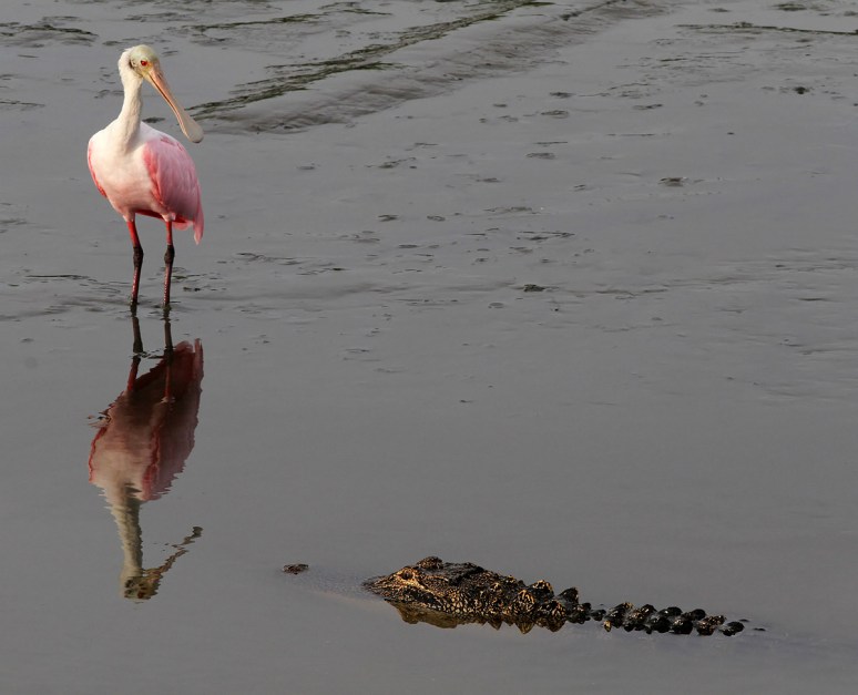 Spoonbill and Alligator in Salt Marsh 