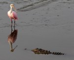 Spoonbill and Alligator in Salt&nbsp;Marsh