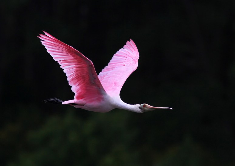 Spoonbill Arrives in Marsh