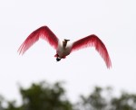 Spoonbill Arrives in&nbsp;Marsh