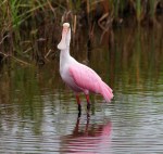 Spoonbill Arrives in&nbsp;Marsh
