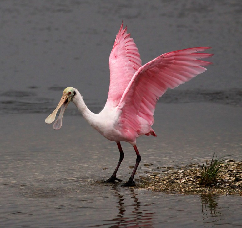 Spoonbill Early Morning 