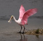 Spoonbill Early Morning