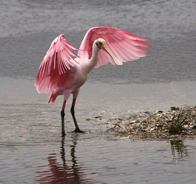 Spoonbill Early Morning 