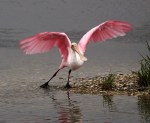 Spoonbill Early Morning