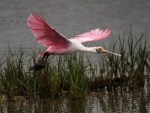 Spoonbill Early Morning