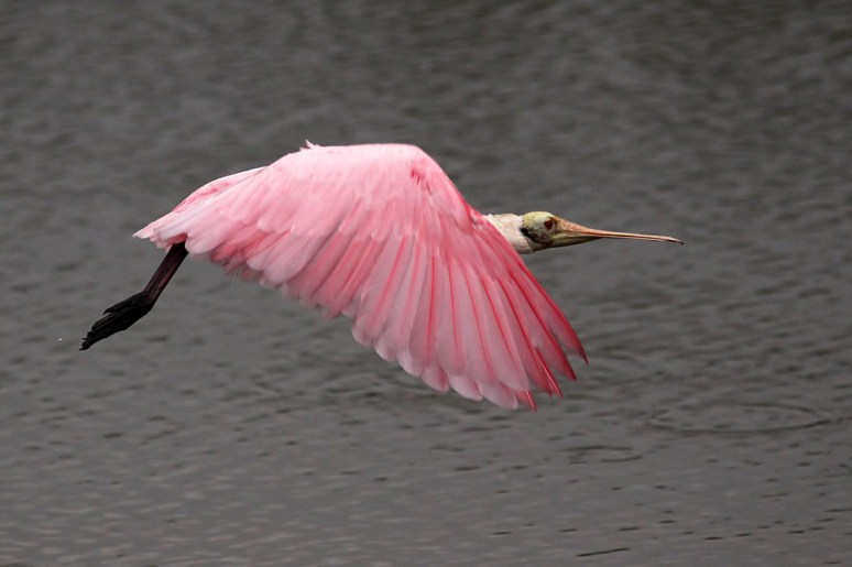 Spoonbill Early Morning 