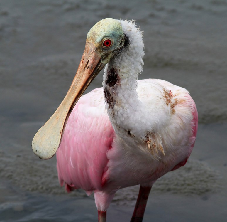 Spoonbill Evening in the Salt Marsh 