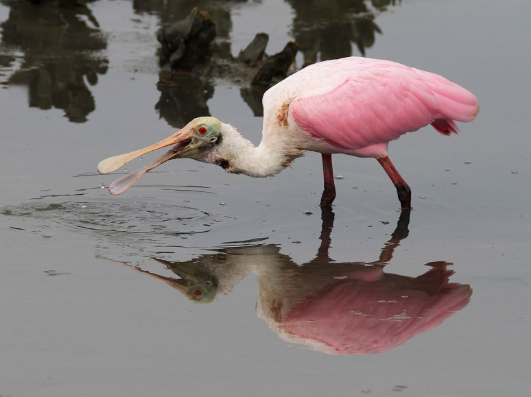 Spoonbill Evening in the Salt Marsh 