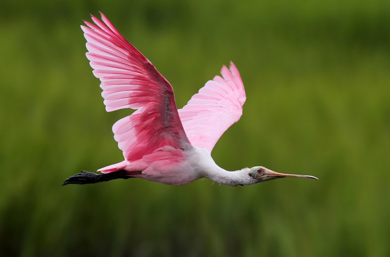 Spoonbill Evening in the Salt Marsh 