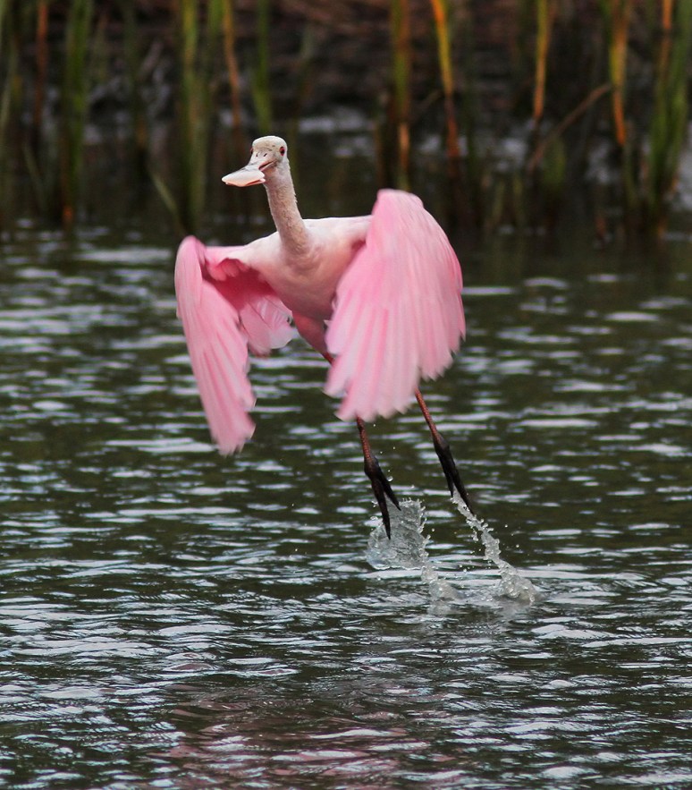 Spoonbill Jumps Off From Salt Marsh