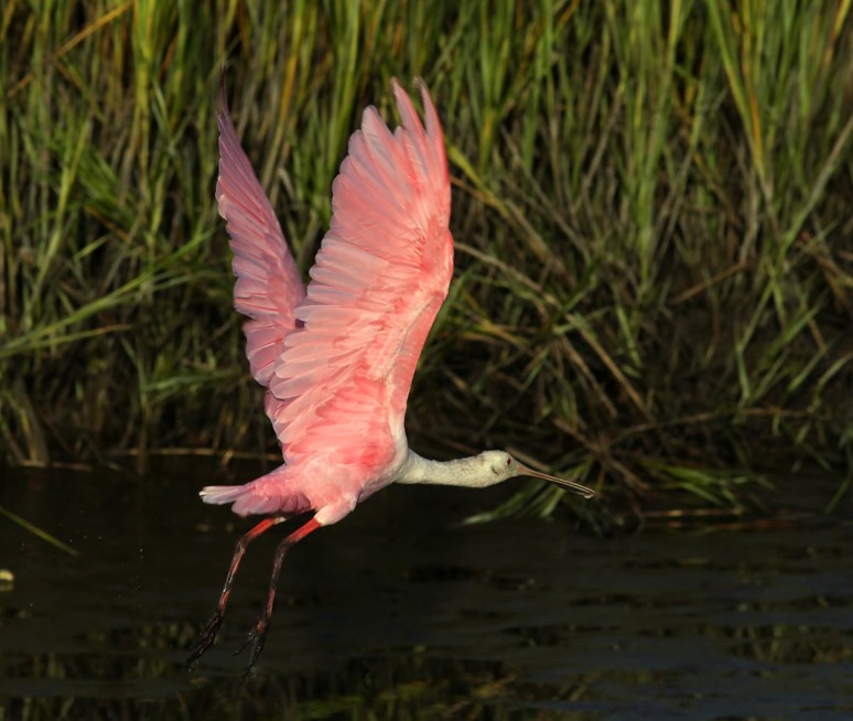 Spoonbill Jumps Over His Friend 