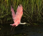 Spoonbill Jumps Over His&nbsp;Friend