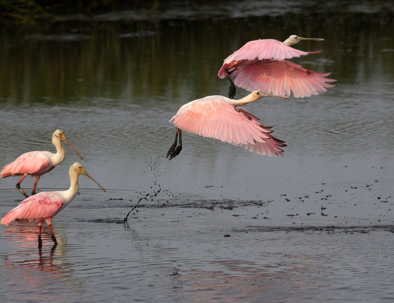 Spoonbill Juvies Leave the Marsh