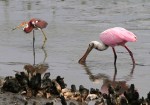Spoonbill News Update